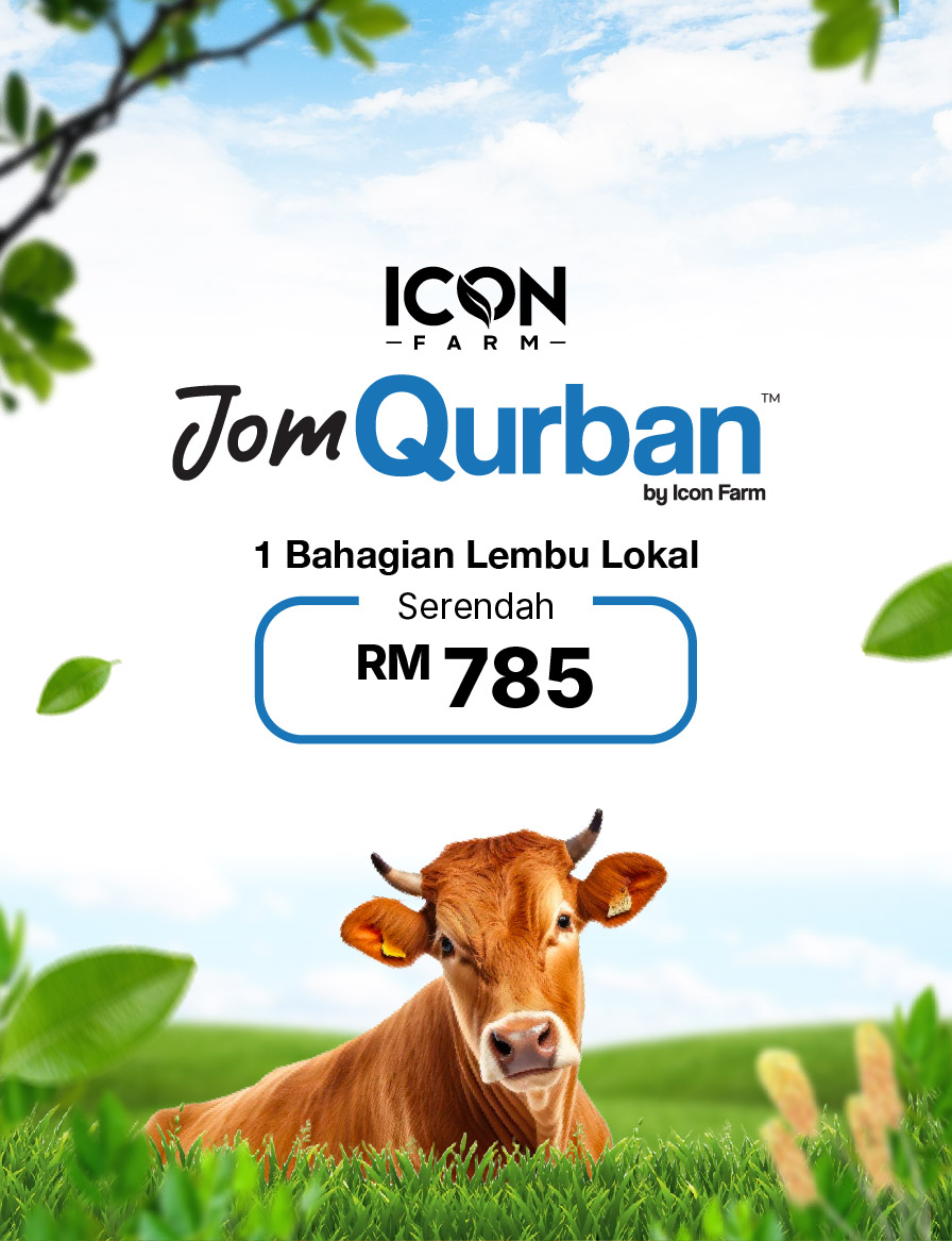 Jomaqiqah & Qurban